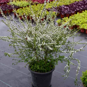 雪柳叶 新人首单立减十元 22年10月 淘宝海外