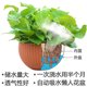 New simple imitation rattan green radish hanging basket basin hanging home green plant potted hanging orchid flower pot manufacturer sends hanging chain