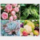New universal flower-growing plant-shaped nutrition bar potted flower fertilizer home gardening supplies
