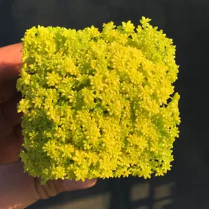 黄金草植物 新人首单立减十元 22年3月 淘宝海外 黄金草植物 新人首单立减十元 22年3月 淘宝海外