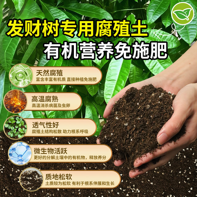 Special soil for planting and raising wealth trees Nutrition soil Flower soil Pot planting soil Money tree fertilizer Special fertilizer soil humus soil
