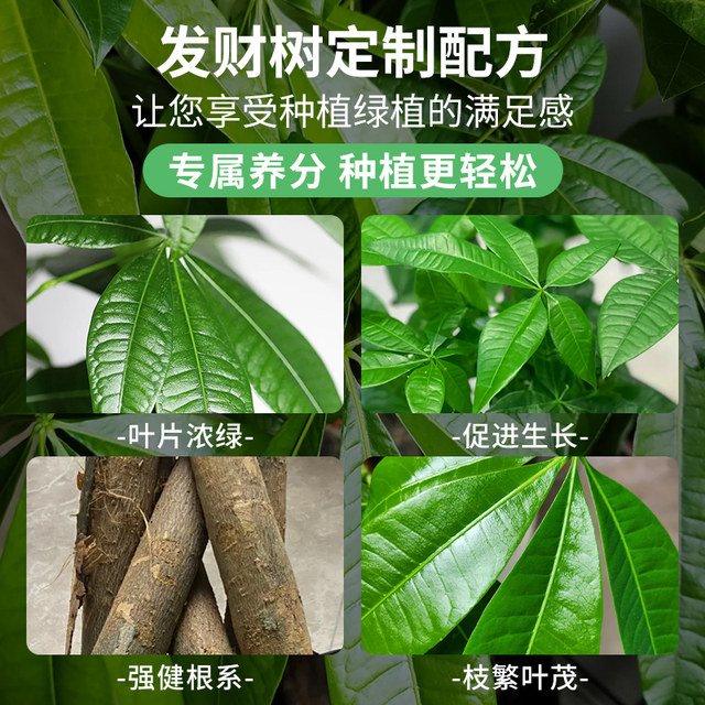 Special soil for planting and raising wealth trees Nutrition soil Flower soil Pot planting soil Money tree fertilizer Special fertilizer soil humus soil
