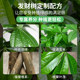 Special soil for planting and raising wealth trees Nutrition soil Flower soil Pot planting soil Money tree fertilizer Special fertilizer soil humus soil
