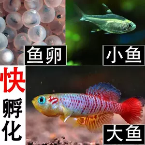 魔法魚魚卵 新人首單立減十元 22年10月 淘寶海外