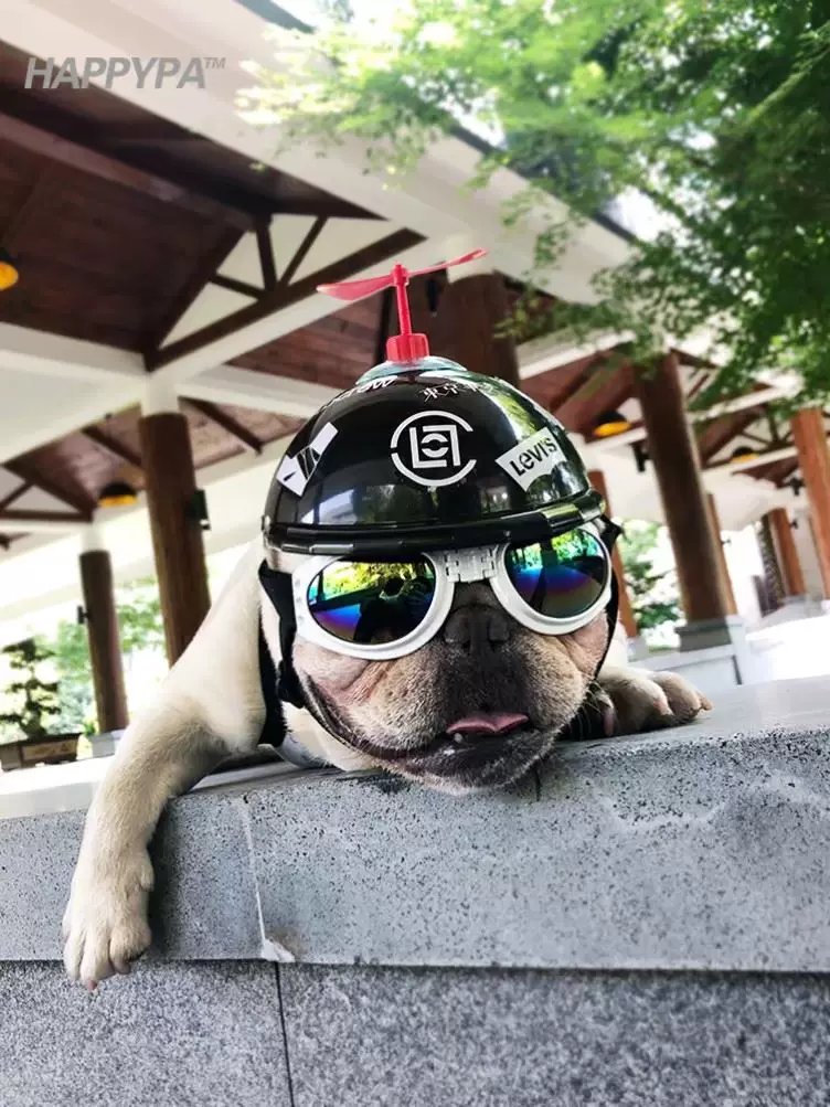 宠物头盔狗狗安全帽 新人首单立减十元 2021年12月 淘宝海外