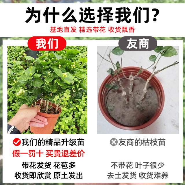 Jasmine potted saplings, Jiulixiang old pile green plants, easy to grow indoors, flowers blooming all year round