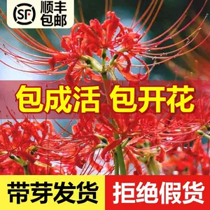红种球- Top 500件红种球- 2023年10月更新- Taobao