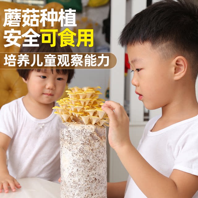 Mushroom growing bag children's edible mushroom bag oyster mushroom strain home grown shiitake mushroom home fresh mushroom stick wholesale lazy person
