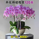 Phalaenopsis, Fennel, Purple Belt and Foil, imported varieties, perennial potted plants with buds, orchid seedlings absorb color and are good for raising green plants.