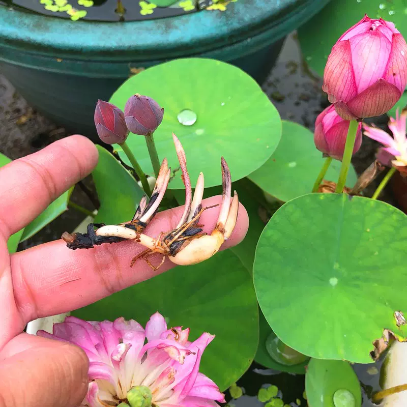 迷你睡莲根块带花芽苞碗莲种藕四季水培植物室内