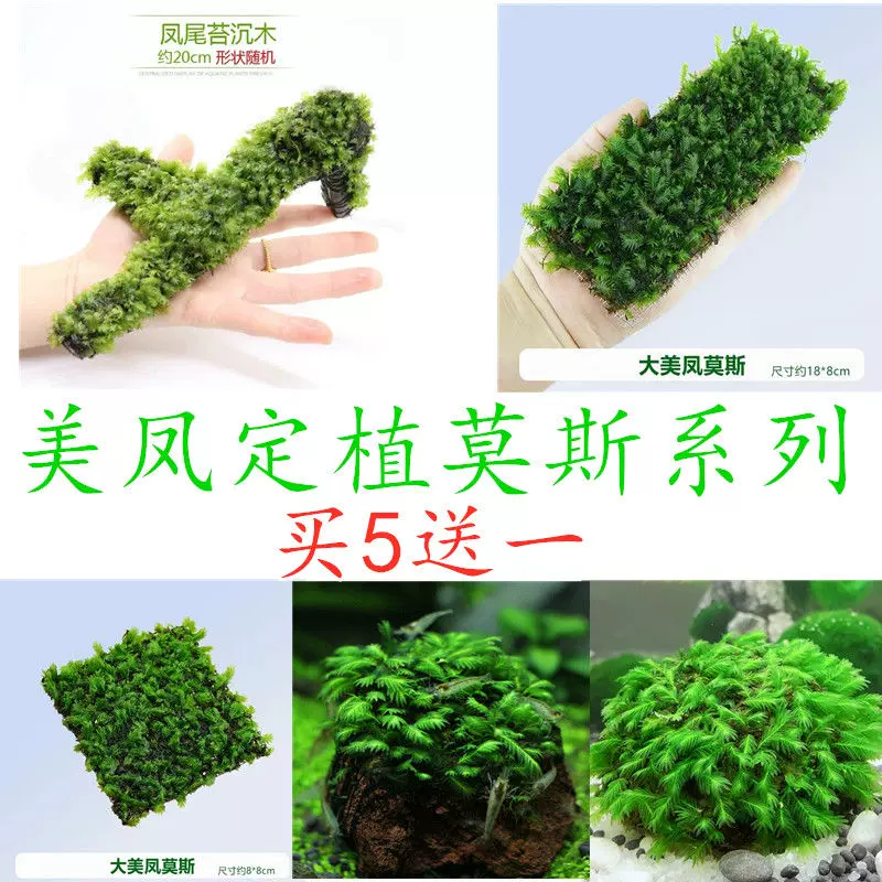 鱼缸造景石阴性草 新人首单立减十元 21年11月 淘宝海外