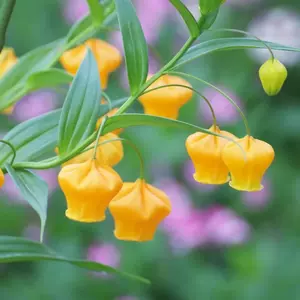 提灯花 新人首单立减十元 22年9月 淘宝海外