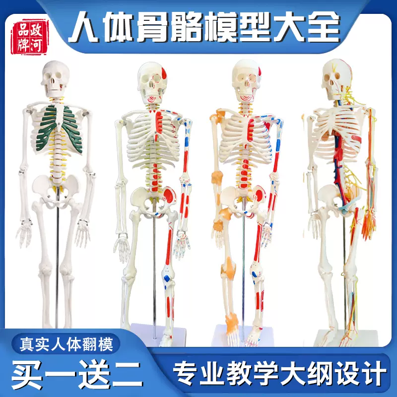人体骨骼模型骨架全身骨头小白骷髅人迷你仿真教学模型解剖可