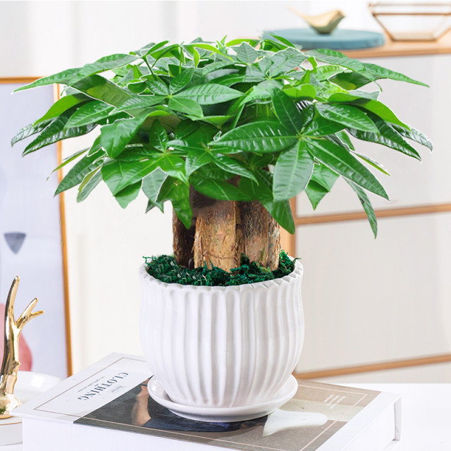 Money tree potted easy living plants indoor living room green plants small bonsai four seasons evergreen office potted flowers