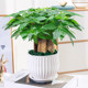 Money tree potted easy living plants indoor living room green plants small bonsai four seasons evergreen office potted flowers