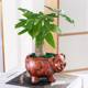 Money tree potted easy living plants indoor living room green plants small bonsai four seasons evergreen office potted flowers