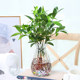 Brazilian wood -lucky wood water care plant small potted office office desktop Grute four seasons of tree stump water planted green plants