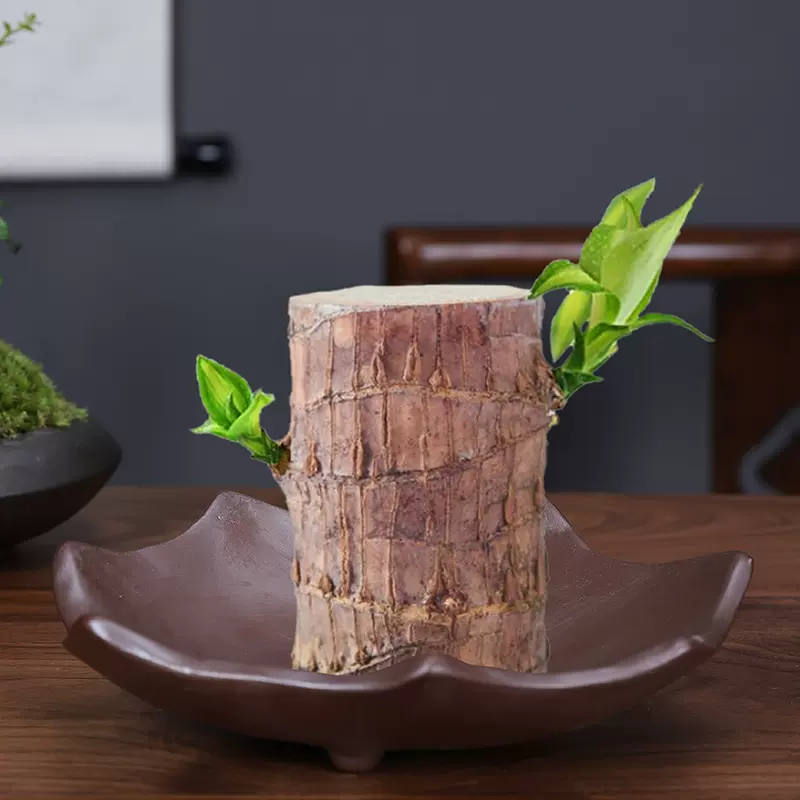 六月雪盆景室内 新人首单立减十元 21年11月 淘宝海外