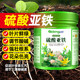 Sulfuric sulfurizer fertilizer, gardenia, camellia, azalea osmanthus, osmanthus anti -yellow leaf potted nutrient soil