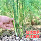 Asparagus seedlings Asparagus seedlings roots with soil, white green asparagus purple fruit Asparagus potted plant garden balcony four seasons vegetable seedlings

