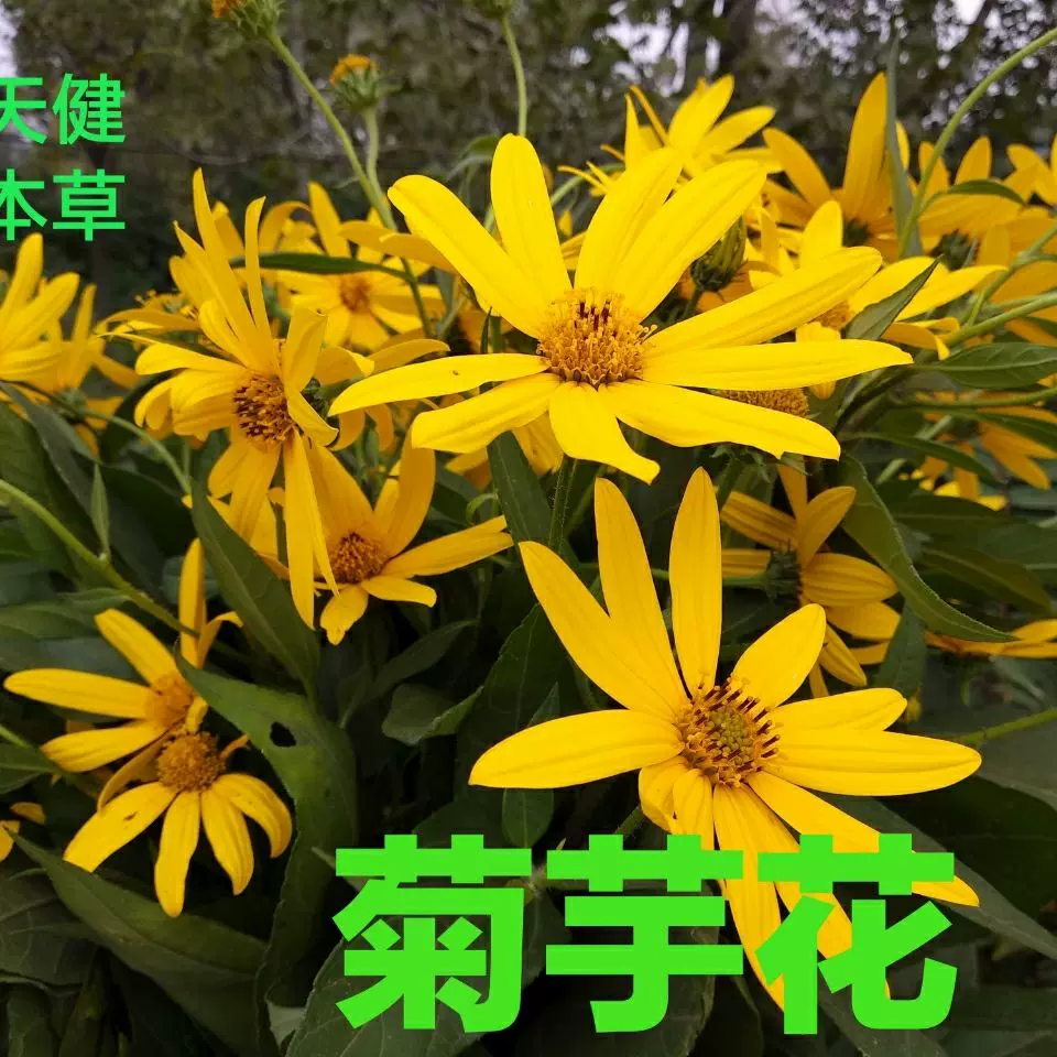 菊芋花 新人首单立减十元 21年12月 淘宝海外