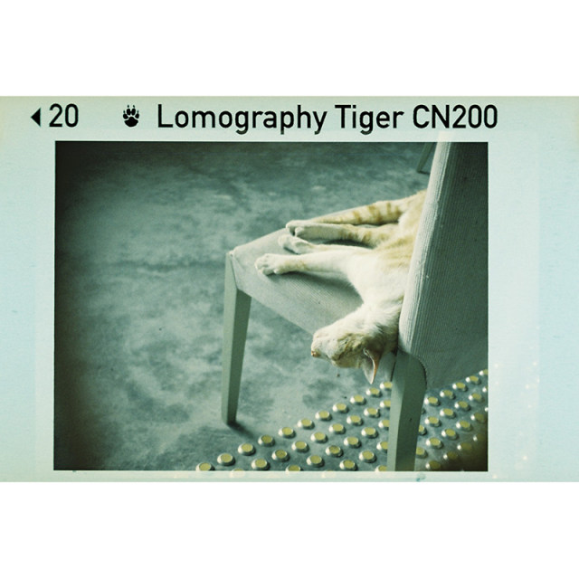 Lomography Tiger CN ISO 200 110 Color negative film (one or three volumes)