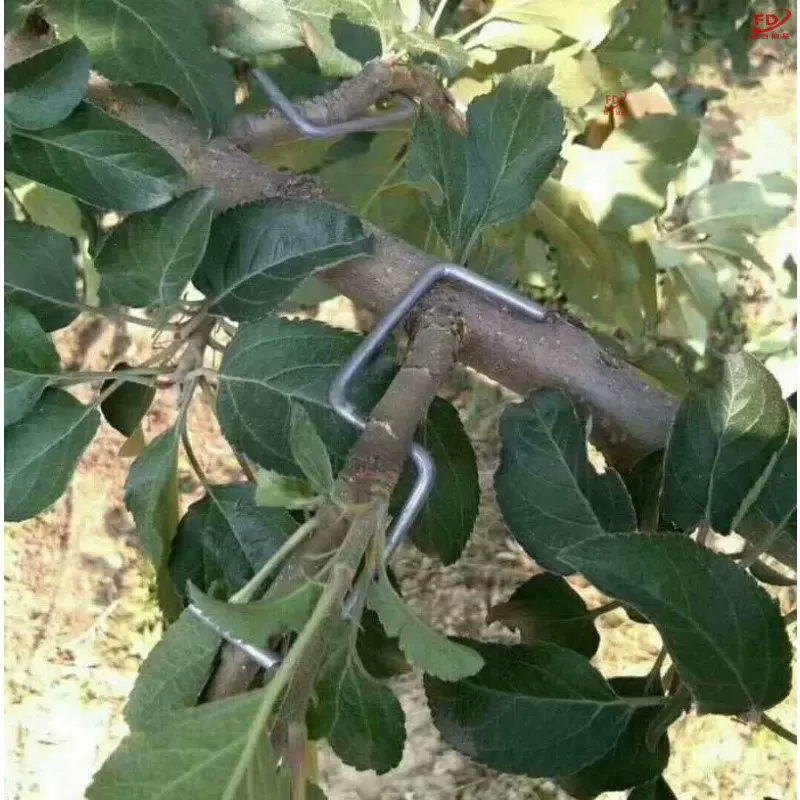 梨树苗木 新人首单立减十元 21年10月 淘宝海外