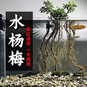 水草植物阴性草 新人首单立减十元 22年9月 淘宝海外
