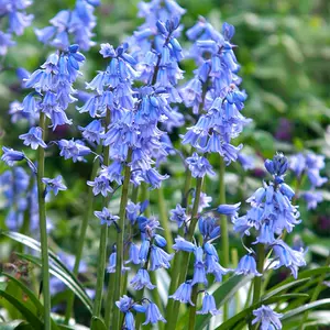 球根植物球根花卉 新人首单立减十元 22年3月 淘宝海外 球根植物球根花卉 新人首单立减十元 22年3月 淘宝海外