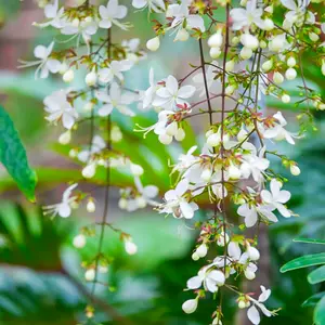 白香花 新人首单立减十元 22年8月 淘宝海外