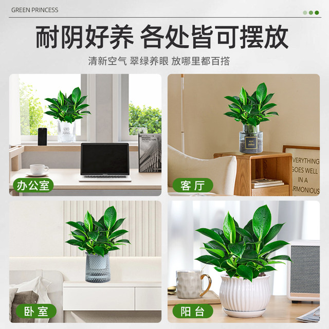 Golden diamond pot green plants large pot green ivy removes indoor formaldehyde plants flowers hydroponics office purifies the air and is easy to nourish