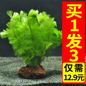 陰性水草 Top 0件陰性水草 22年12月更新 Taobao