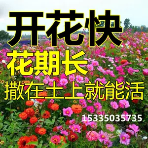 四季易种花种 新人首单立减十元 22年5月 淘宝海外