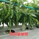 Surun wrinkled spicy pepper seeds large fruit wrinkled horn pepper pickled pepper black pit spicy thin skin pepper seeds