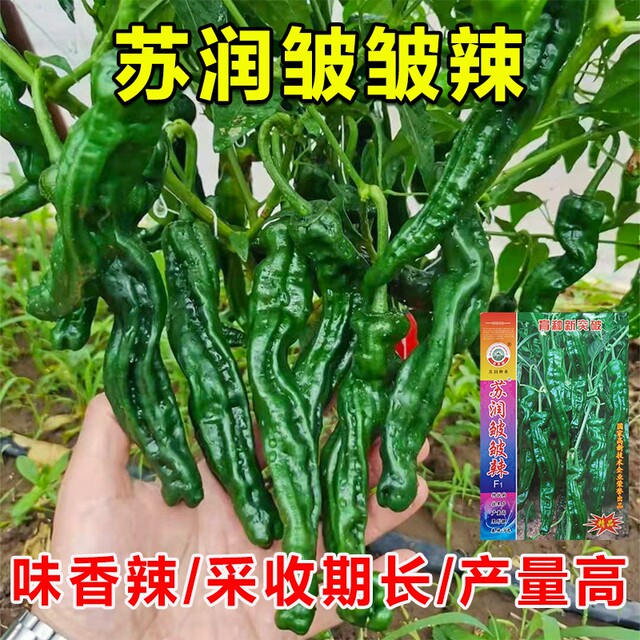 Surun wrinkled spicy pepper seeds large fruit wrinkled horn pepper pickled pepper black pit spicy thin skin pepper seeds