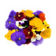 Fresh pansy fragrant wood golden willow buds, Qianye orchid, mint head, Mixed flower hotel with flowers and plants