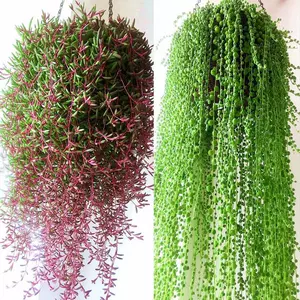 多肉植物佛珠 新人首单立减十元 22年10月 淘宝海外