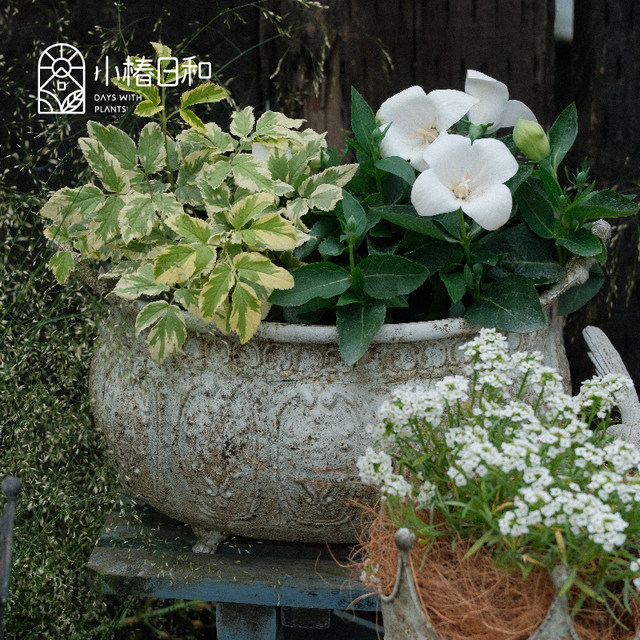 
Kotsubaki Hiyori foreign trade iron trophy basin wine glass basin cornucopia gardening groceries home decoration retro flower pot