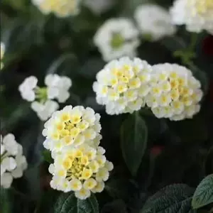 马樱丹 Top 件马樱丹 22年11月更新 Taobao