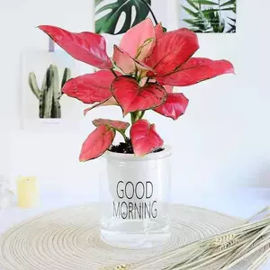 吉祥如意花盆栽 新人首单立减十元 22年6月 淘宝海外