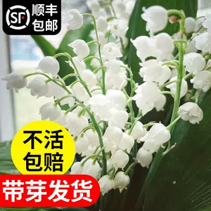 石蒜花 新人首單立減十元 22年6月 淘寶海外