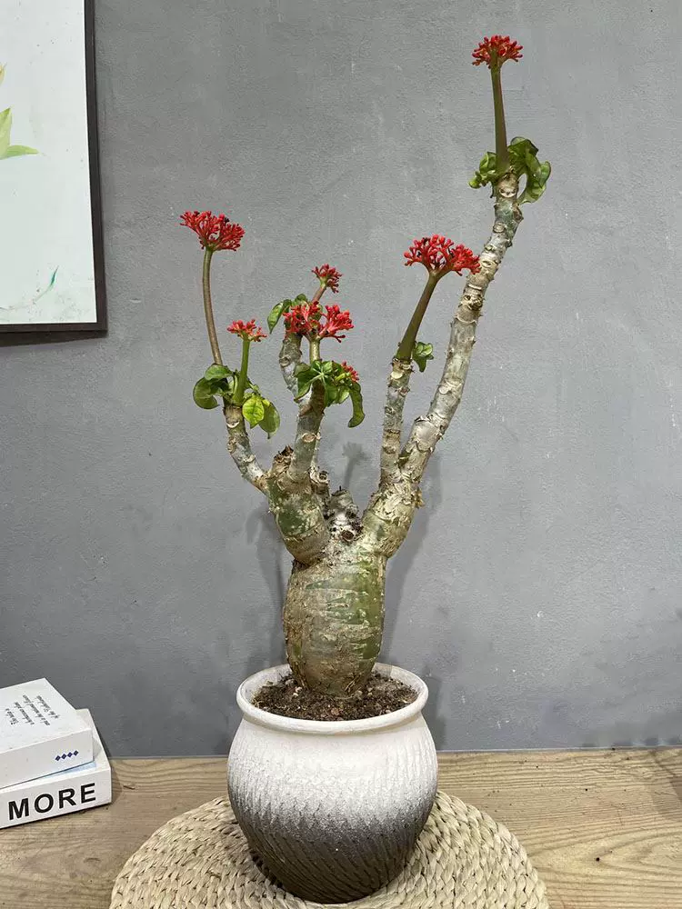 佛肚海棠盆栽大肚紅花塊根植物四季開花陽臺庭院淨化空氣綠植花卉 Taobao