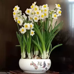 水仙花花种子 新人首单立减十元 22年7月 淘宝海外