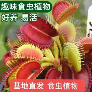 食人花趣味 新人首单立减十元 22年7月 淘宝海外 食人花趣味 新人首单立减十元 22年7月 淘宝海外