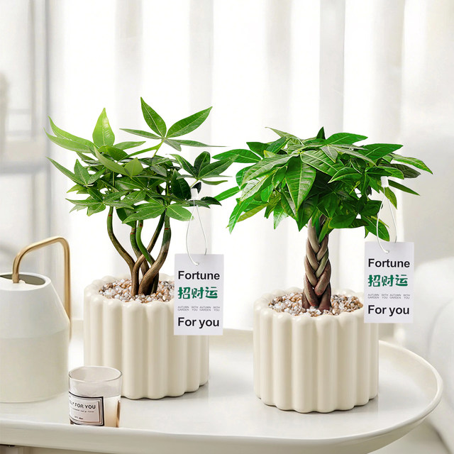 Office desktop green plants small potted indoor plants ins cream style four seasons lazy people easy to raise flower kindergarten