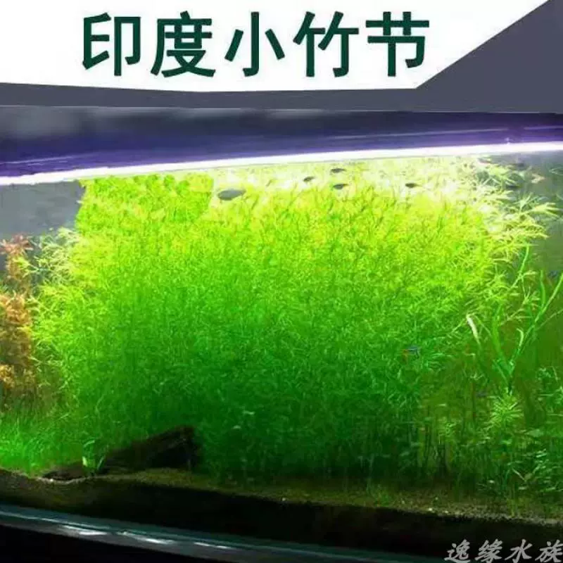 草缸水草阴性水草 新人首单立减十元 21年11月 淘宝海外