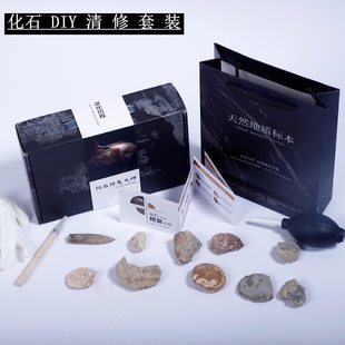 子供の実践的な分割頁岩クリーニング化石セットアンモナイト破砕魚三葉虫 DIY 手作り修理装飾品ギフト