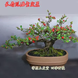 日本海棠花盆栽 新人首单立减十元 22年9月 淘宝海外