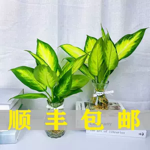 斑马花盆栽 新人首单立减十元 22年10月 淘宝海外 斑马花盆栽 新人首单立减十元 22年10月 淘宝海外