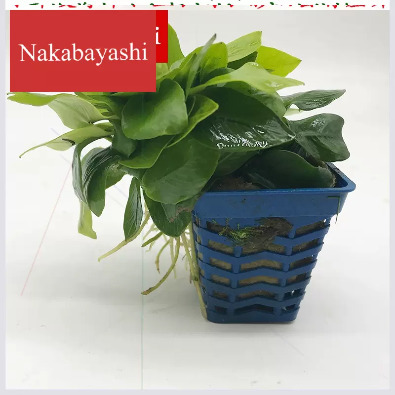 迷你小水榕水草 新人首单立减十元 21年11月 淘宝海外